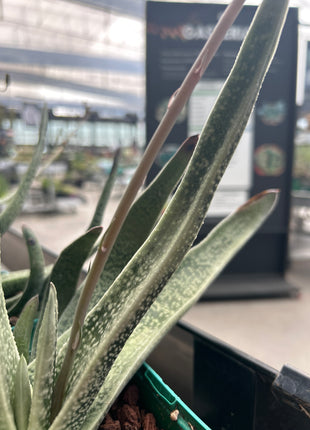 Gasteria acinacifolia-Alge