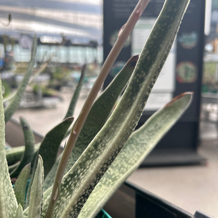 Gasteria acinacifolia-Alge