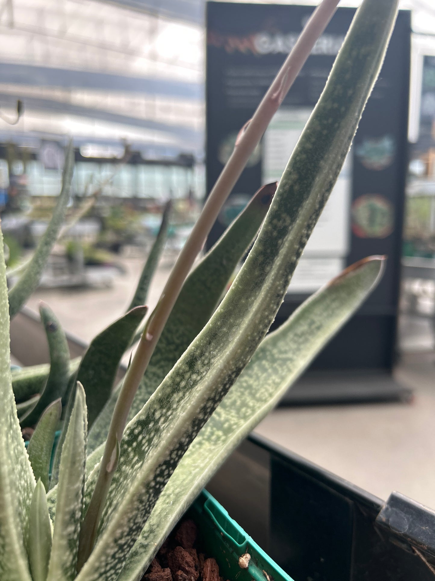 Gasteria acinacifolia algae