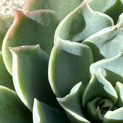 Echeveria 'Cubic Frost' | The Geometric Ice Rose