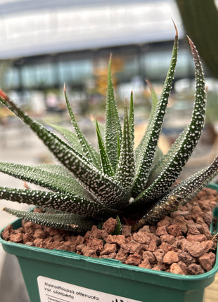 Haworthiopsis attenuata `Clariperla´