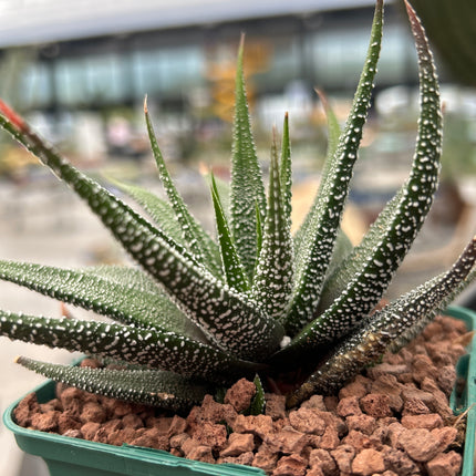 Haworthiopsis attenuata `Clariperla´