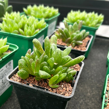 Haworthia 'Grüne Rose'