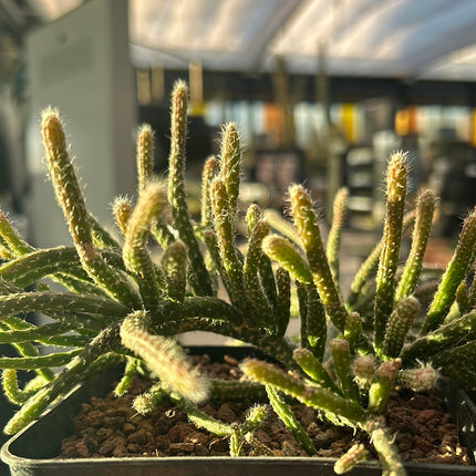 Rhipsalis pilocarpa