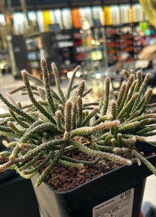 Rhipsalis pilocarpa