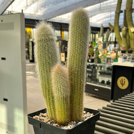Cleistocactus strausii
