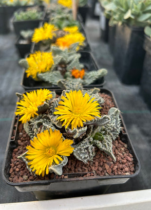 Faucaria felina subs. Tuberosa Lebenslauf. „Super Warty“.
