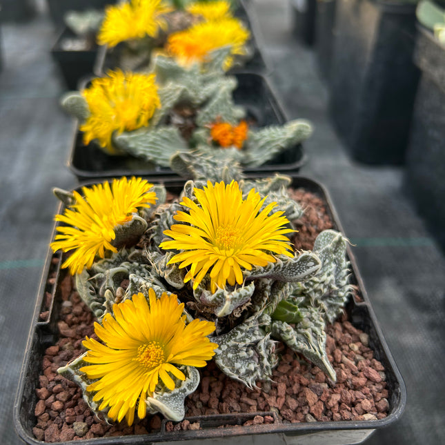 Faucaria felina subs. Tuberosa Lebenslauf. „Super Warty“.