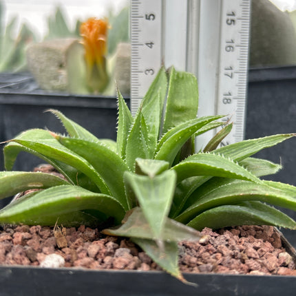 Haworthia longibracteata
