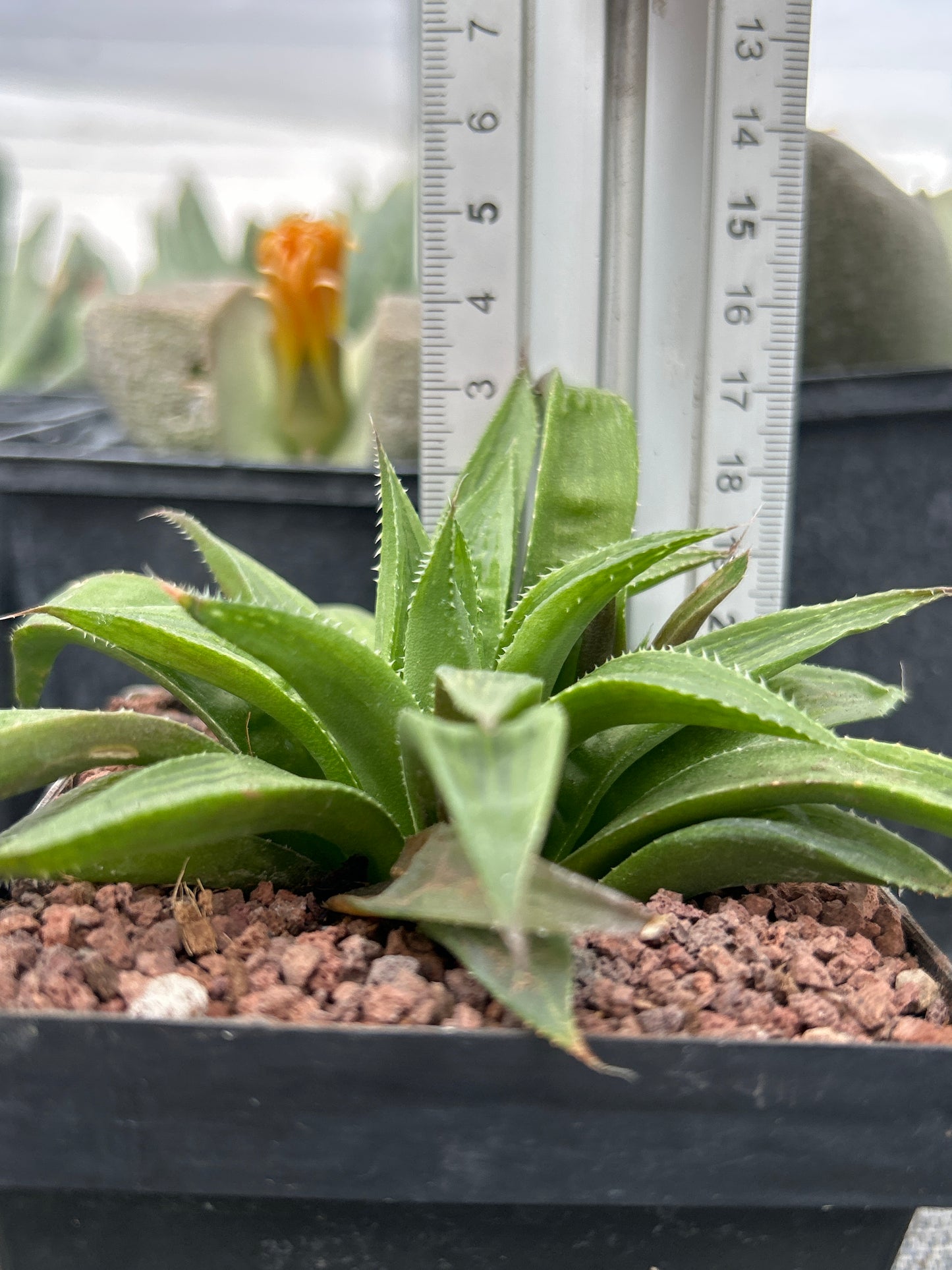 Haworthia longibracteata