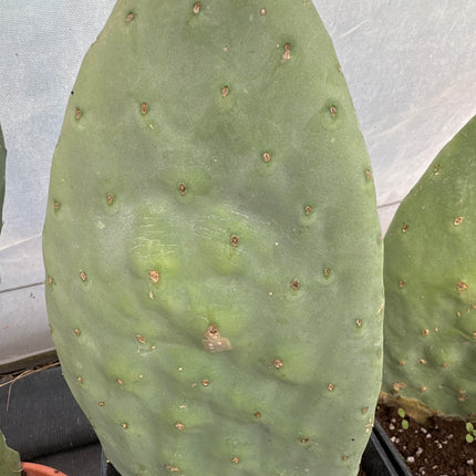 Opuntia 'Titania' | Titania prickly pear, spineless cactus