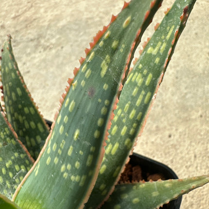 Aloe 'Carola'