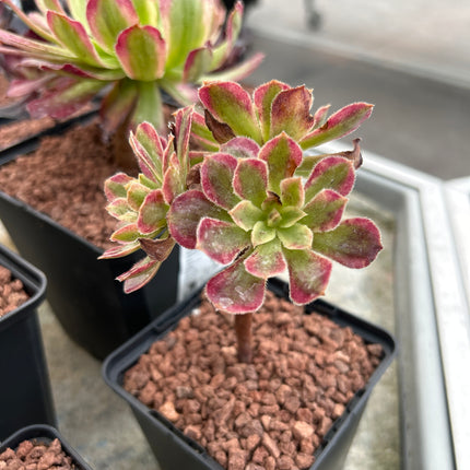 Aeonium 'Mardi gras'