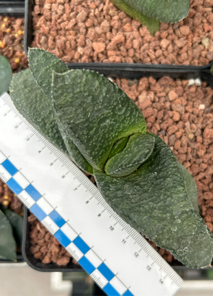 Gasteria armstrongii ‘Green’
