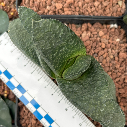 Gasteria armstrongii 'Grün'