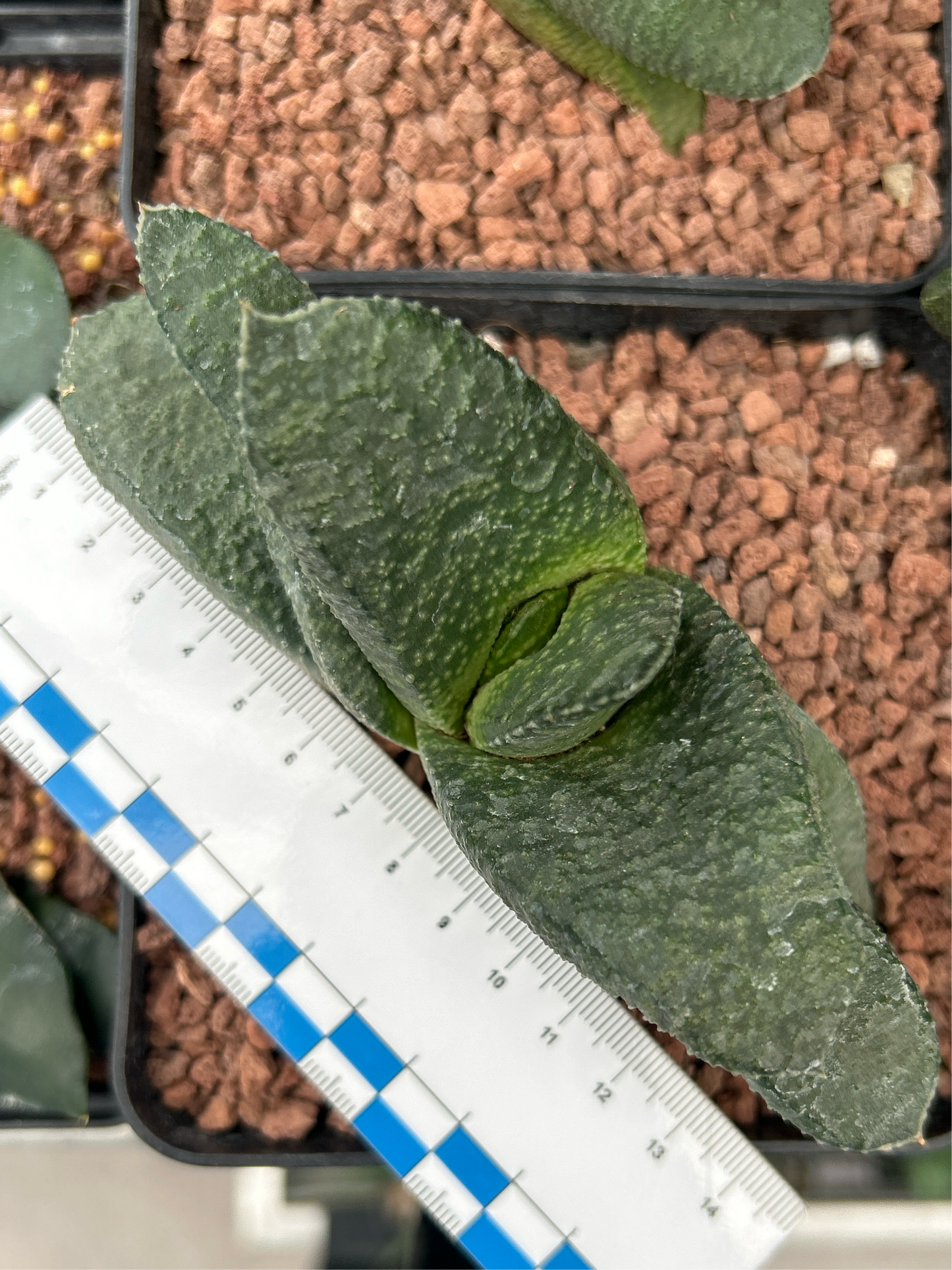 Gasteria armstrongii 'Green'