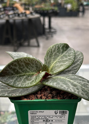 Crassula streyi 'Tölken'
