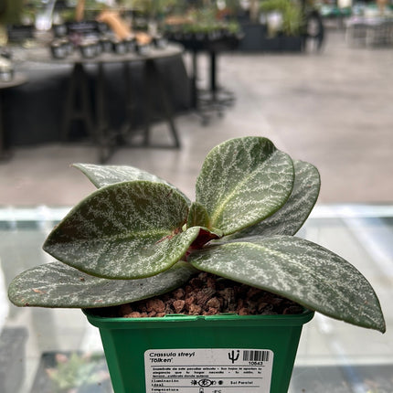 Crassula streyi ‘Tölken’