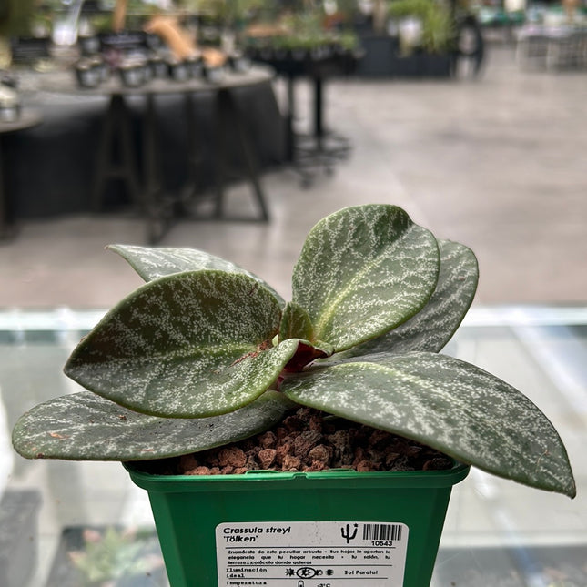 Crassula streyi ‘Tölken’