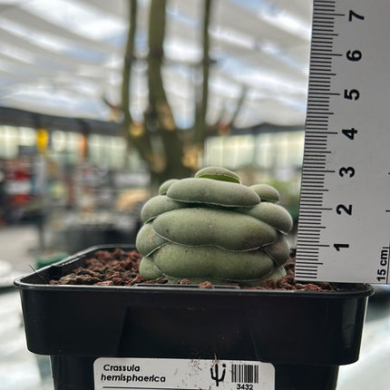 Crassula hemisphaerica