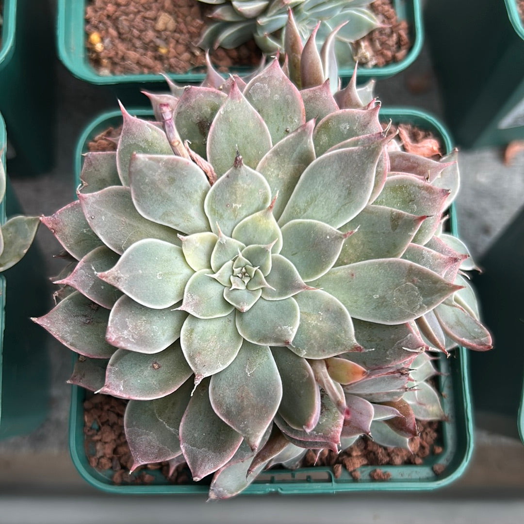 Graptopetalum `Heaven´