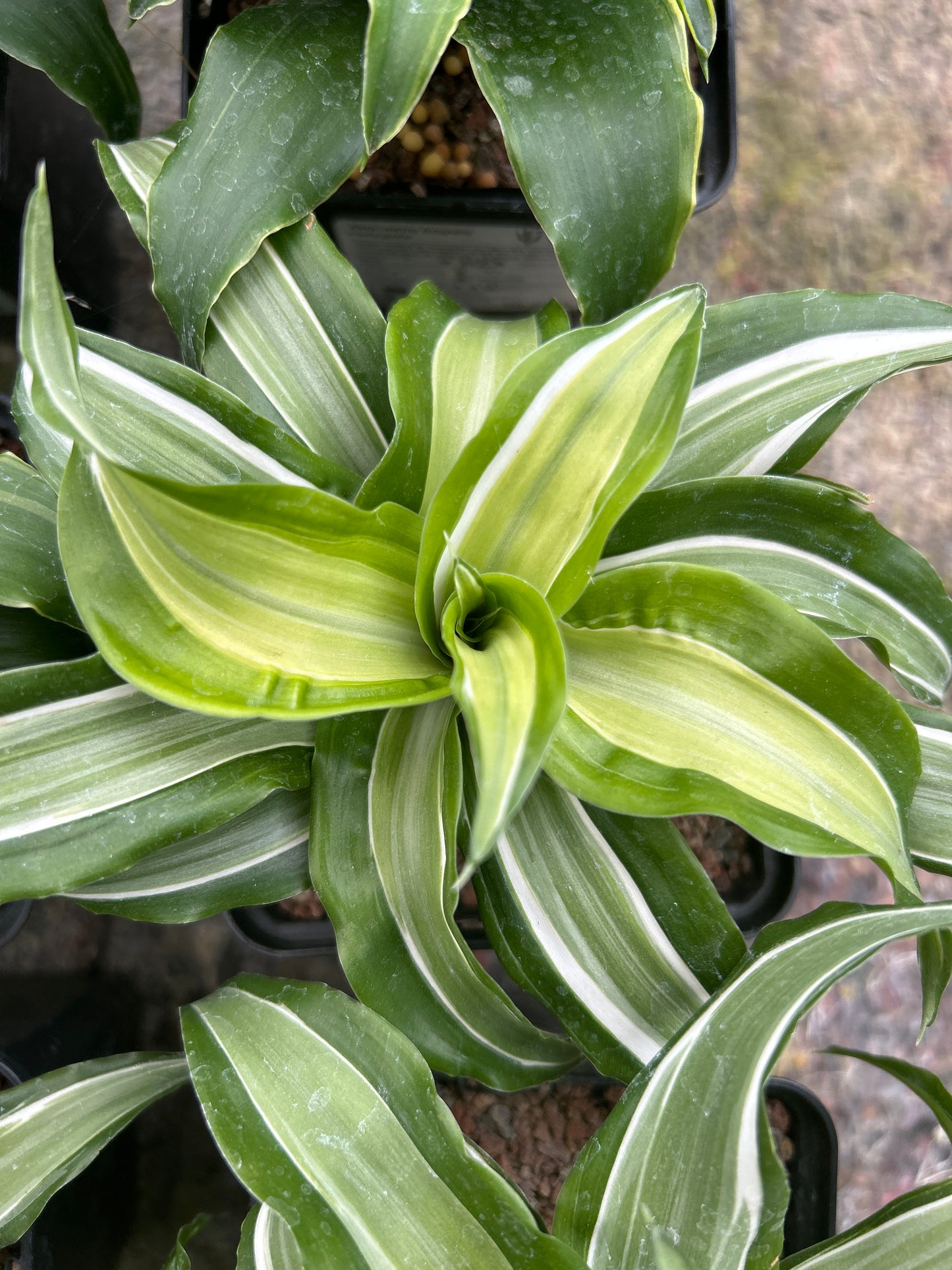 Dracaena fragans variegata