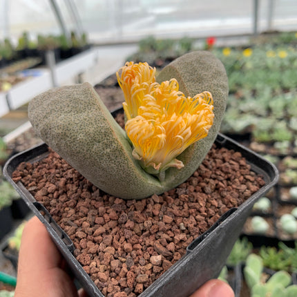 Pleiospilos nelii