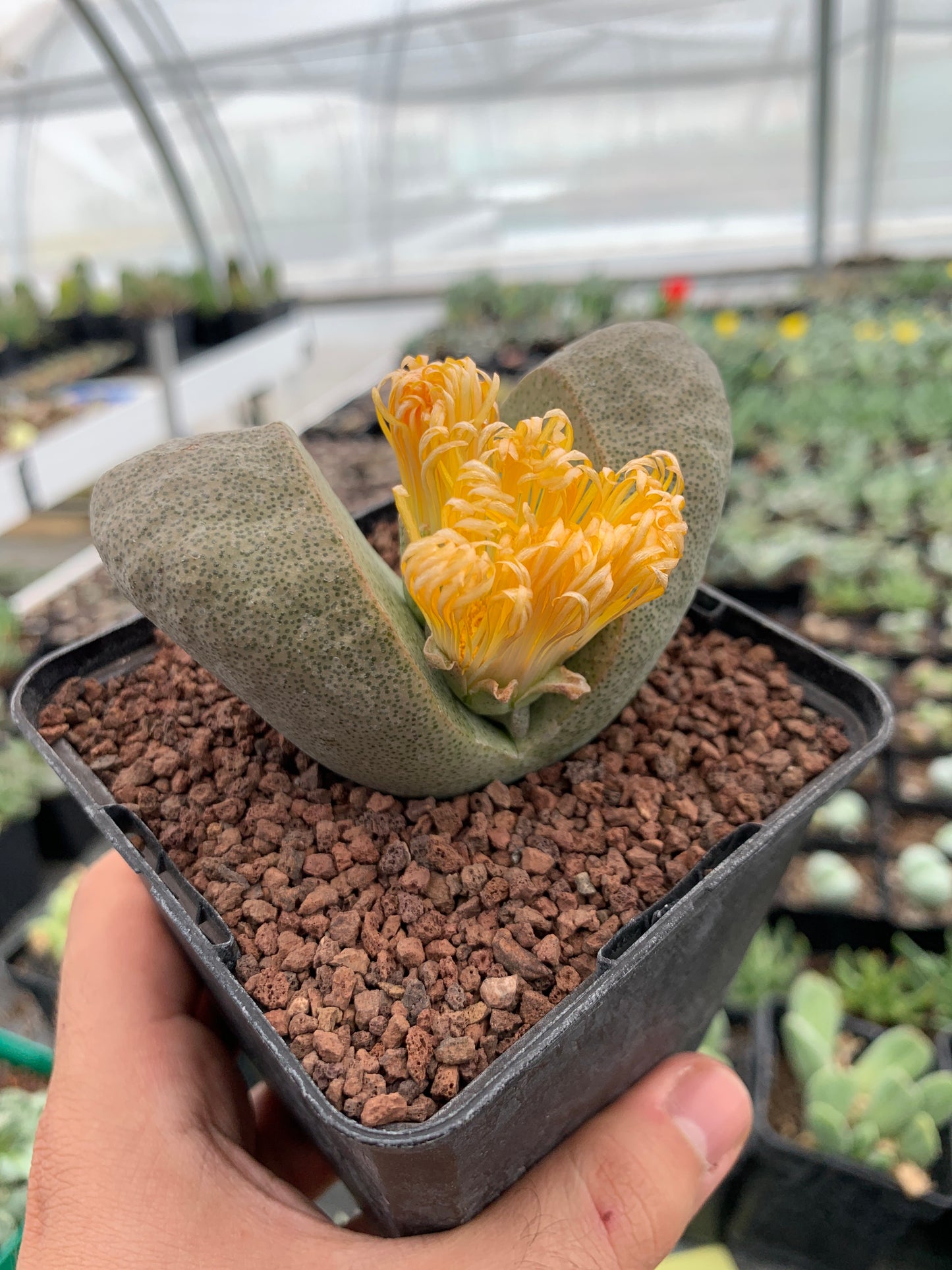 Pleiospilos nelii