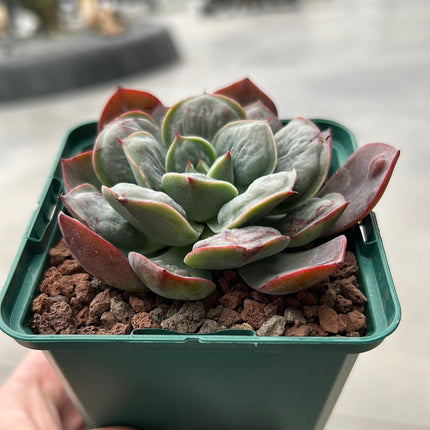Echeveria 'Rain Drops'