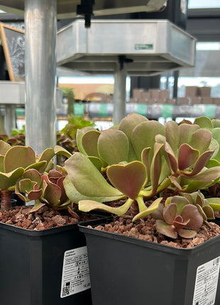 Aeonium glutinosum