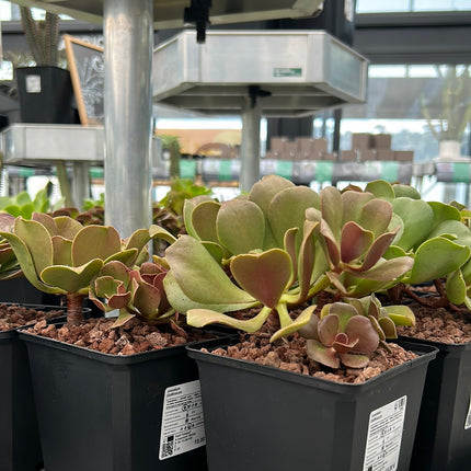 Aeonium glutinosum