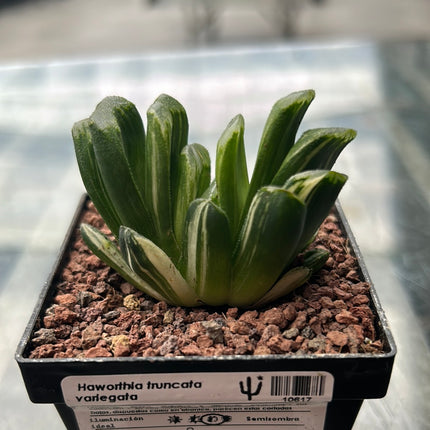Haworthia truncata f. variegate