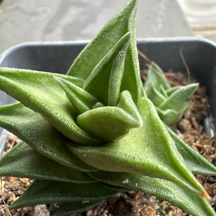 Haworthiopsis viscosa var. beanii