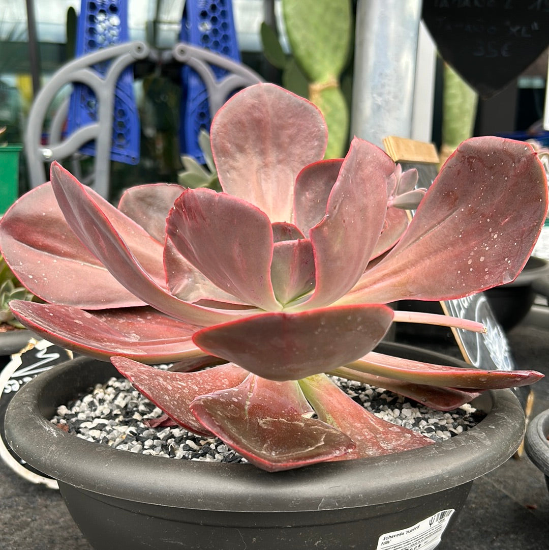 Echeveria 'Painted frills'