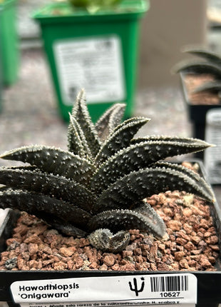 Haworthiopsis 'Onigawara'