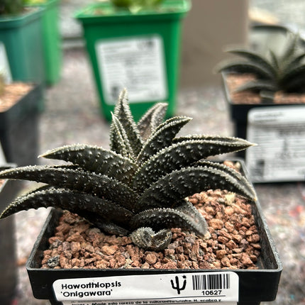 Haworthiopsis 'Onigawara'