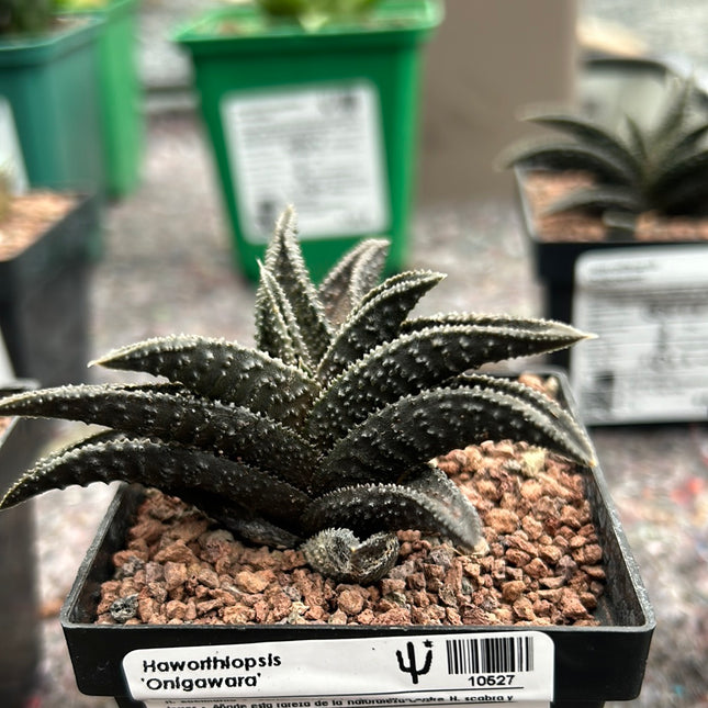 Haworthiopsis 'Onigawara'