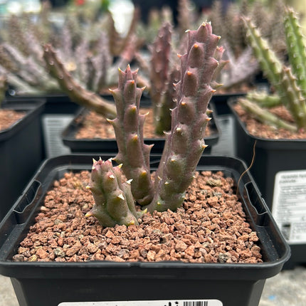 Stapelia variegata