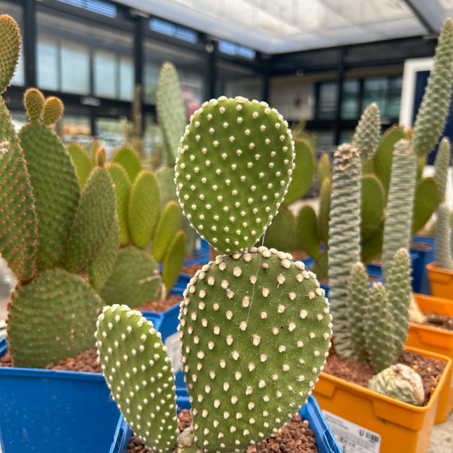 Opuntia microdasys