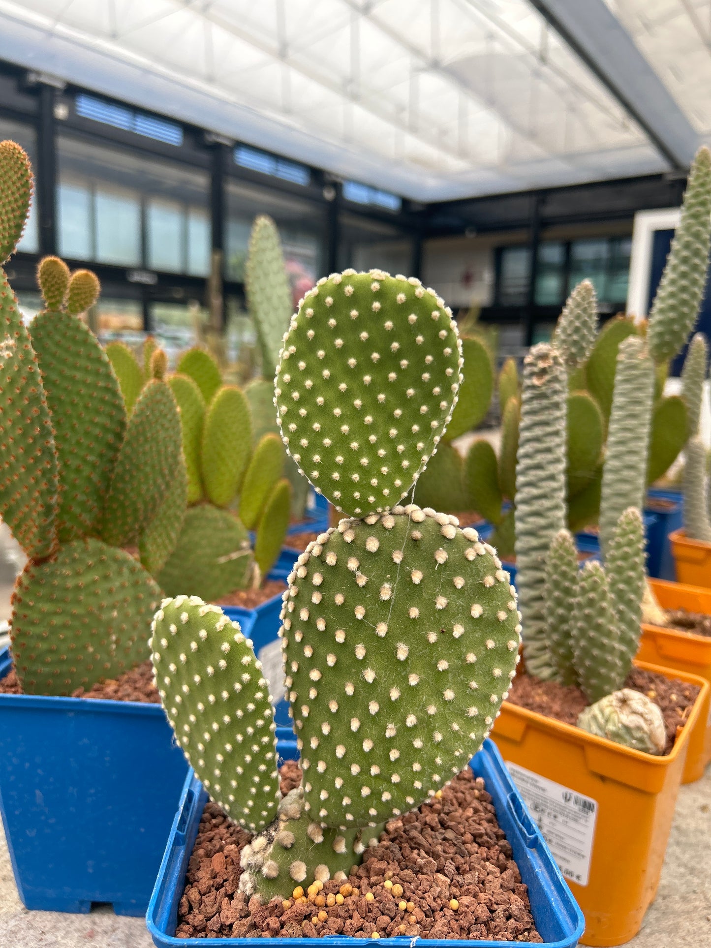 Opuntia microdasys