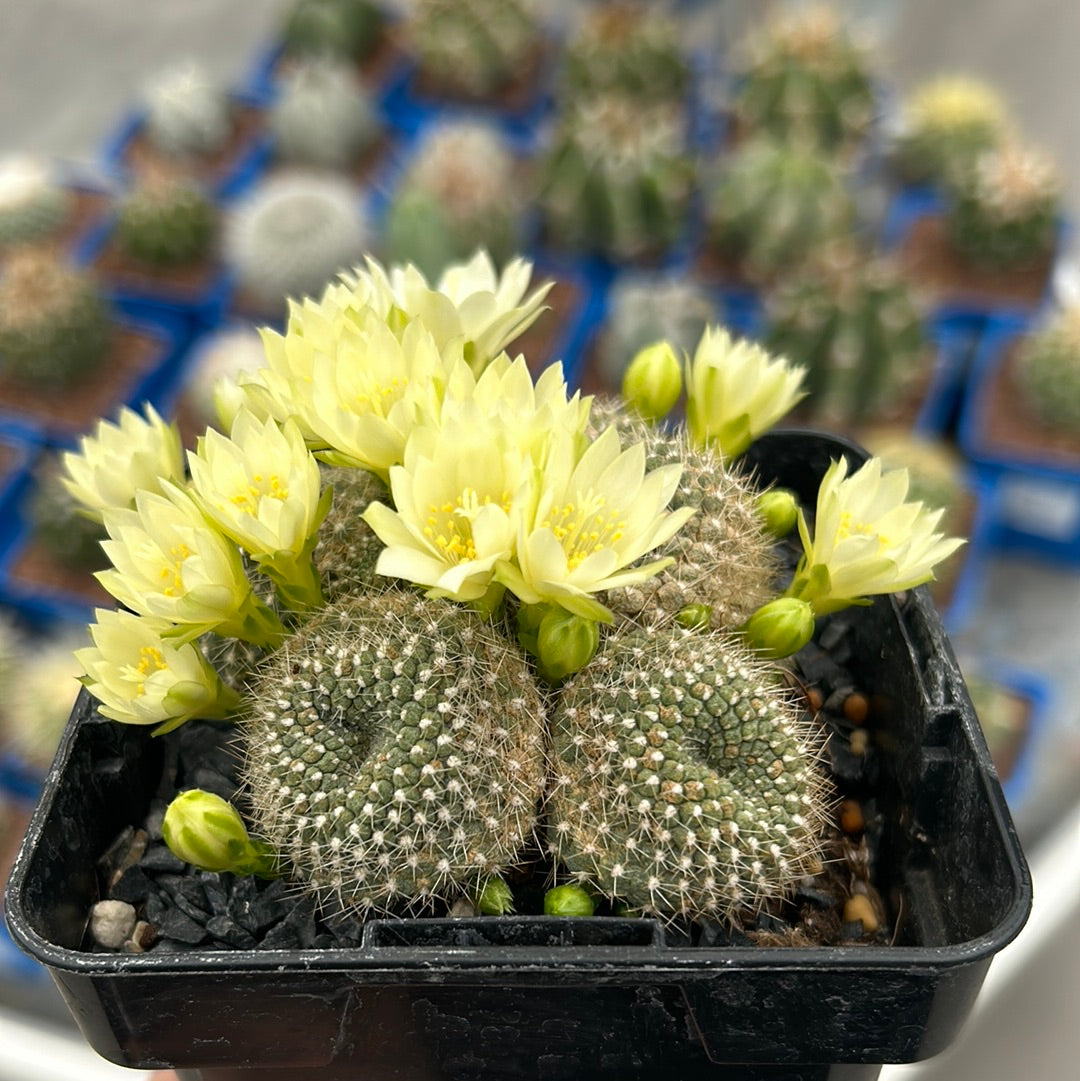 Rebutia minuscula