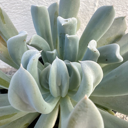 Echeveria runyonii