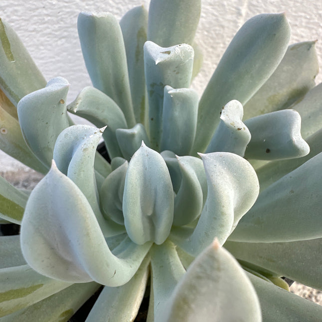 Echeveria runyonii | Echeveria runyonii 'Topsy Turvy'