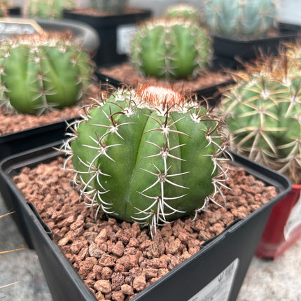 Melocactus matanus
