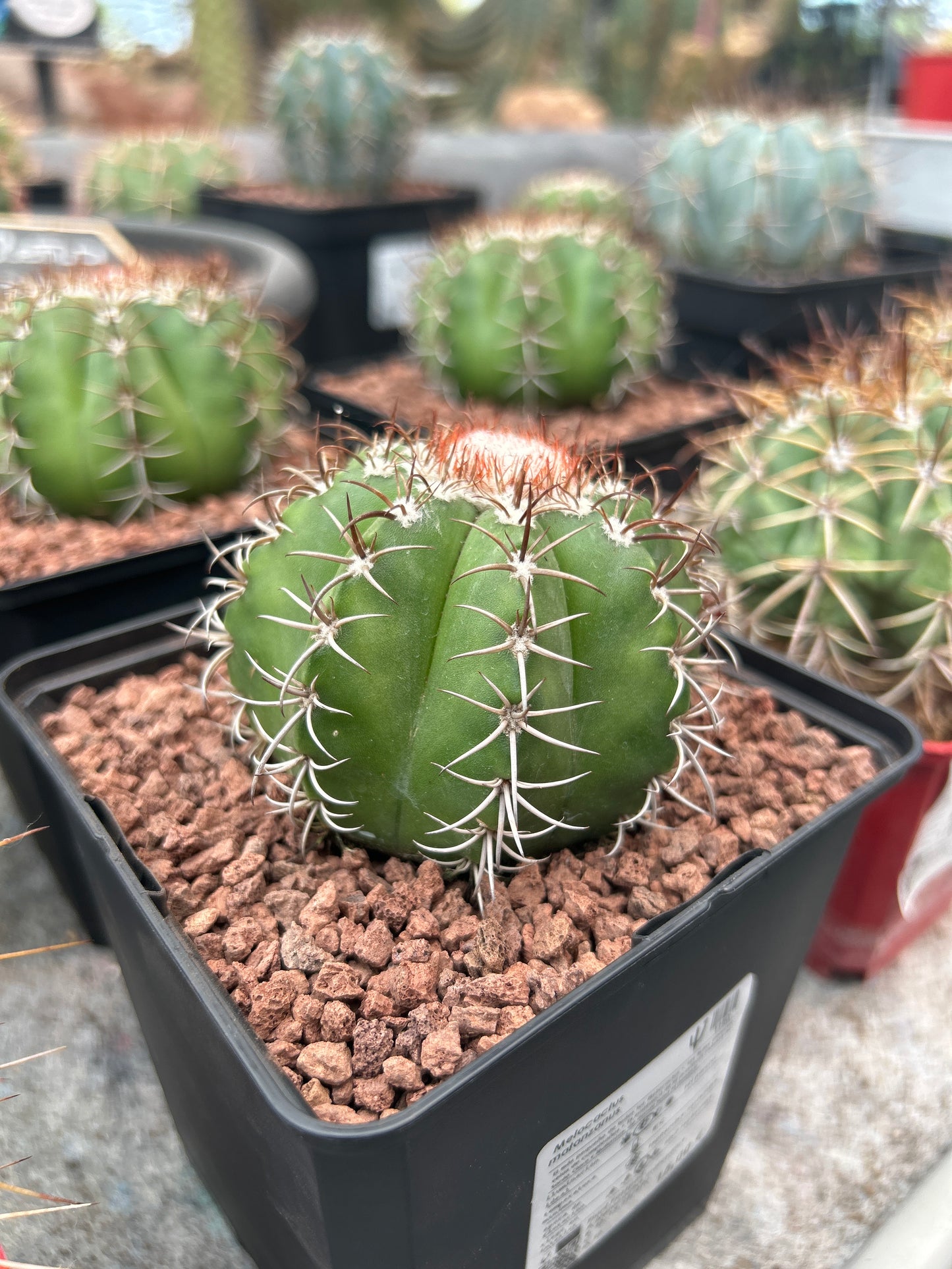 Melocactus matanus