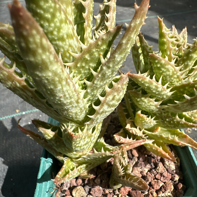 Aloe juvenna