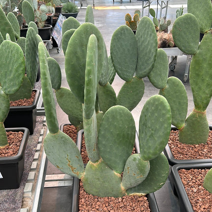 Opuntia Titania