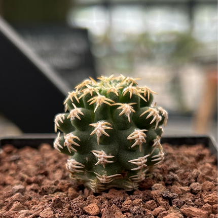 Pygmaeocereus bieblii