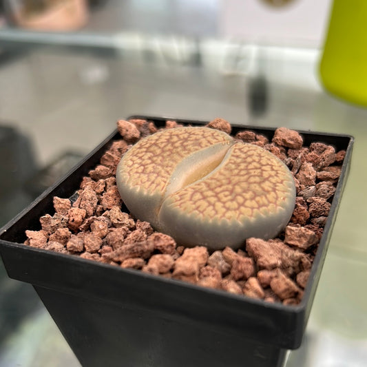 Lithops villetii