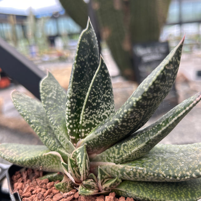 Gasteria brachyphylla